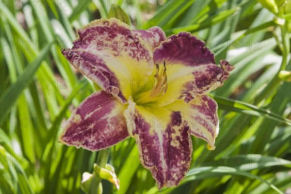 Purple and yellow hybrid daylily (Hemerocallis)