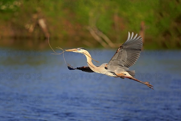 Great Blue Heron (Ardea herodias)