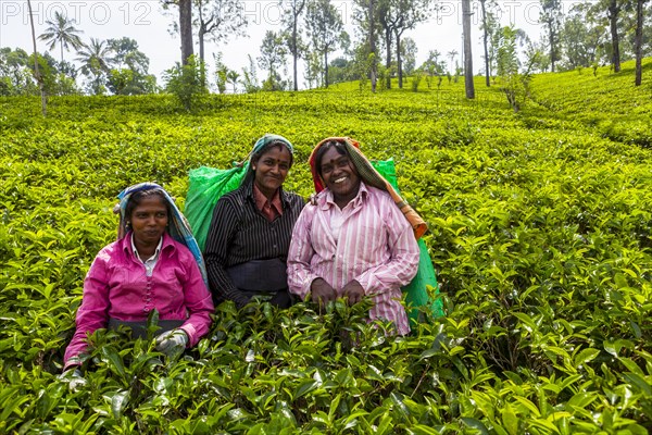 Tea pickers