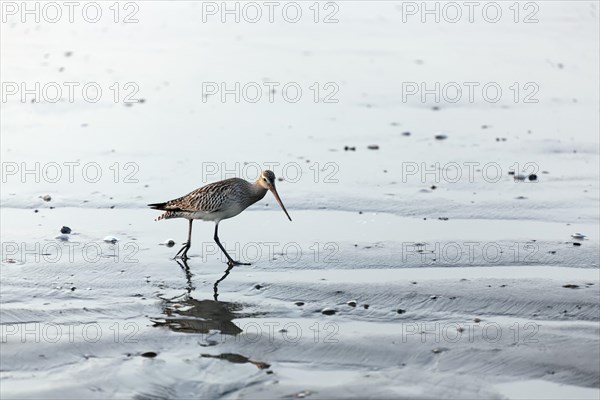 Greenshank (Tringa nebularia) on the beach