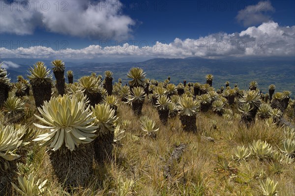 Frailejon or Fraylejon (Espeletia pycnophylla) plants in the paramo landscape