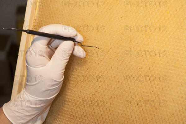 Beekeper producing honey bee queen cells by grafting larvae into artificial cell cups that mimic the natural size and form