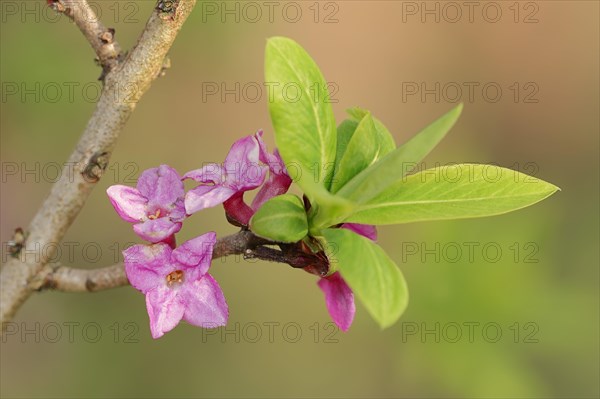 Mezereon (Daphne mezereum)