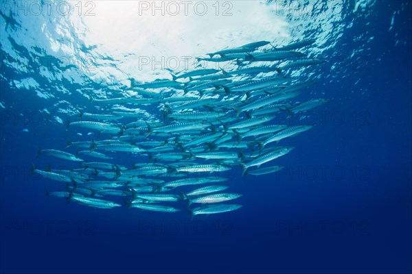 School of Blackfin Barracuda (Sphyraena qenie)