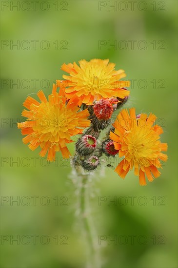 Fox-and-cubs or Orange Hawkweed (Hieracium aurantiacum)