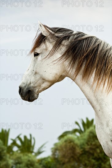 Lusitano horse