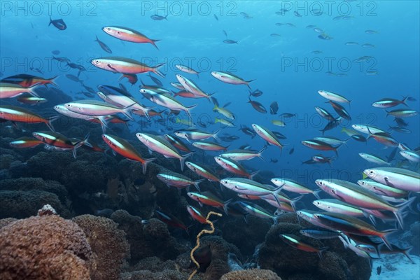 Yellow and Blueback Fusiliers or Yellow-tail Fusiliers (Caesio teres) and Dark-banded Fusiliers (Pterocaesio tile)