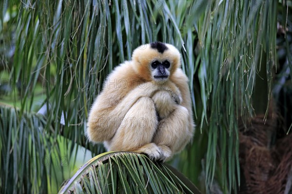 Northern White-cheeked Gibbon (Nomascus leucogenys)