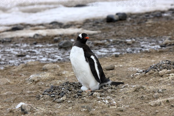 Gentoo Penguin (Pygoscelis papua)