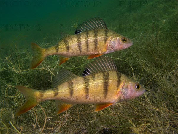 Two European perches (Perca fluviatilis) foraging on the lake bottom