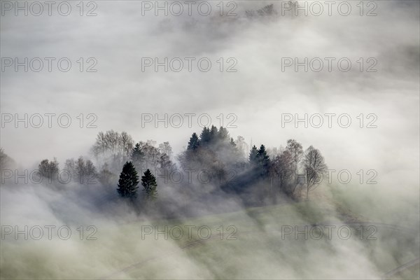 Hill with fir trees and spruce trees