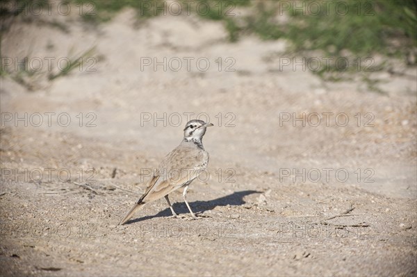 Hoopoe-Lark or Greater Hoopoe-Lark (Alaemon alaudipes)