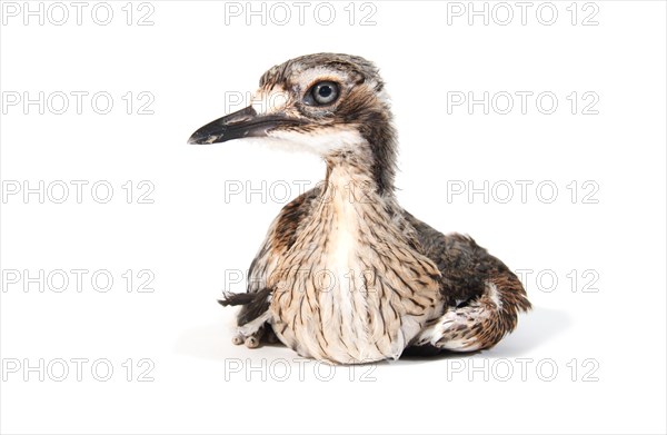 Bush Stone-curlew (Burhinus grallarius)