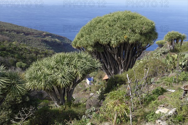 Canary Island Dragon Trees (Dracaena draco)