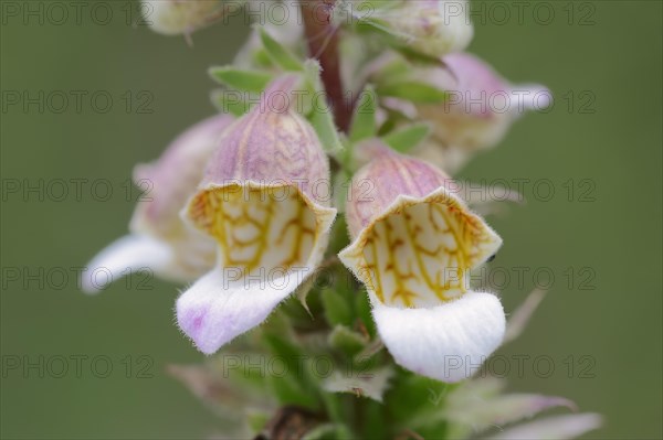 Woolly Foxglove (Digitalis lanata)