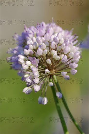 Chives (Allium montanum