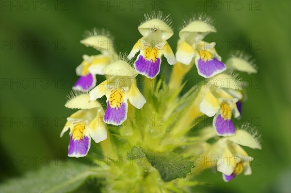 Edmonton Hempnettle or Large-flowered Hemp-nettle (Galeopsis speciosa)