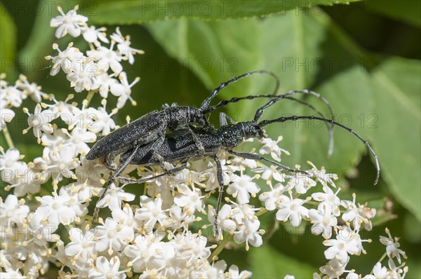 Capricorn Beetles (Cerambyx scopolii)