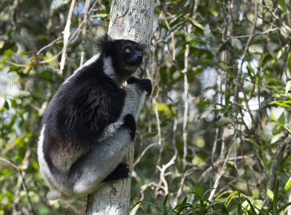 Indri (Indri indri)