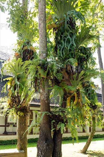 Grafted trees