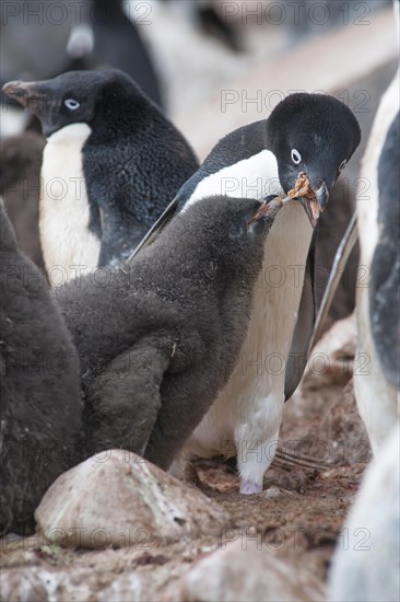 Adelie Penguin (Pygoscelis adeliae) feeding a chick