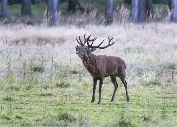 Stag (Cervus elaphus) in rut bugling on a clearing