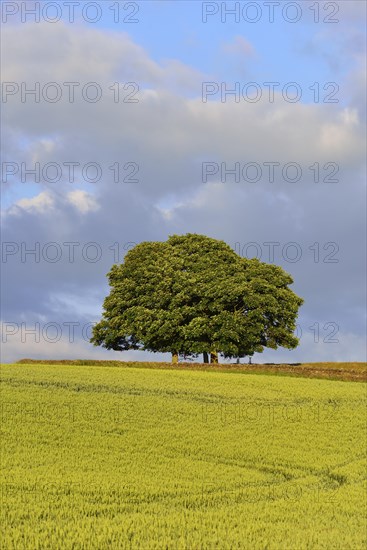 Oaks in a cornfield
