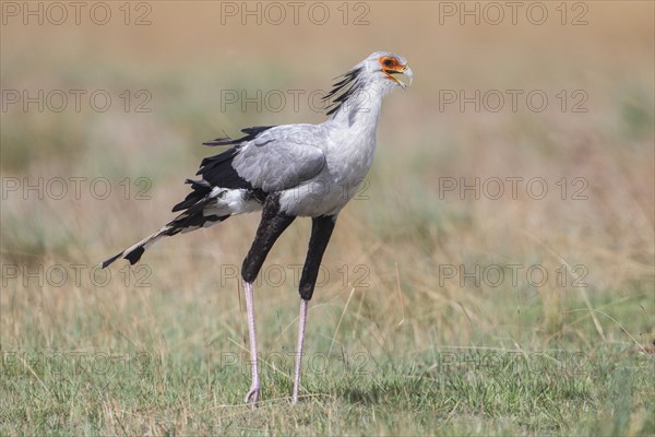 Secretary Bird (Sagittarius serpentarius)