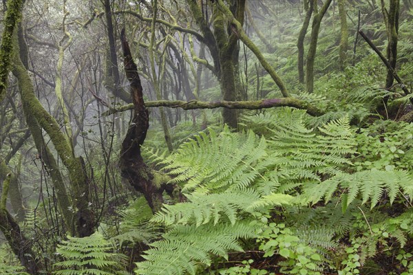 Fern growing in a cloud forest