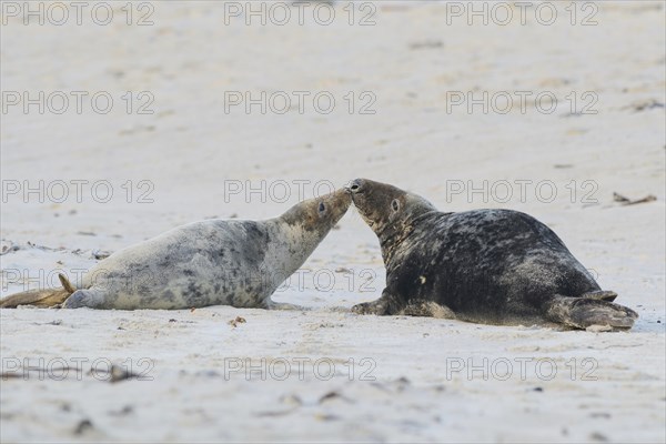 Grey Seals (Halichoerus grypus)