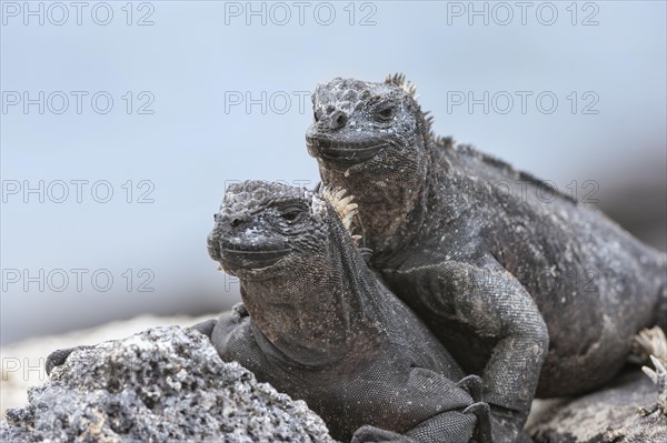 Sea Iguanas or Galapagos Marine Iguanas (Amblyrhynchus cristatus hassi)