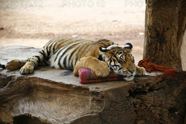 Tiger Temple or Wat Pa Luangta Bua