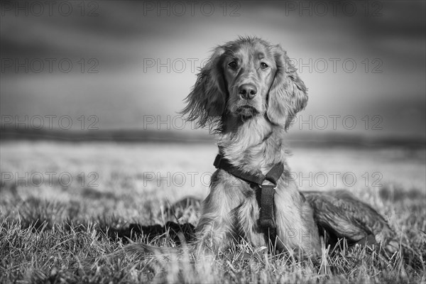 Irish Setter dog lying in a field