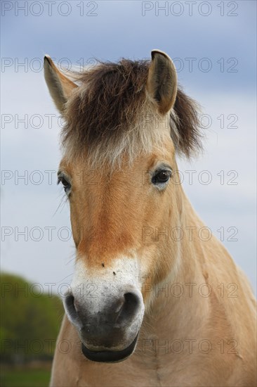 Norwegian Fjord Horse