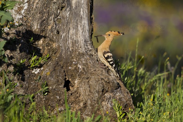 Hoopoe (Upupa epops) at nesting hole