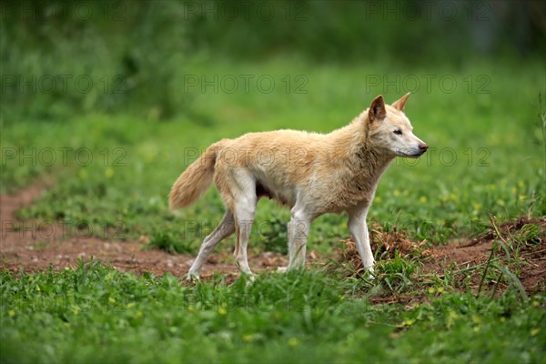 Dingo (Canis familiaris dingo)