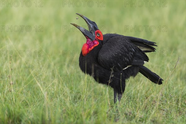 Southern ground hornbill (Bucorvus leadbeateri) catching beetle