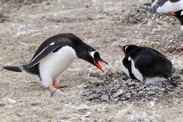 Gentoo Penguins (Pygoscelis papua)