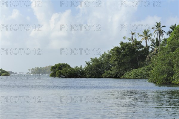 Mangroves near Isla Pedro Pelada