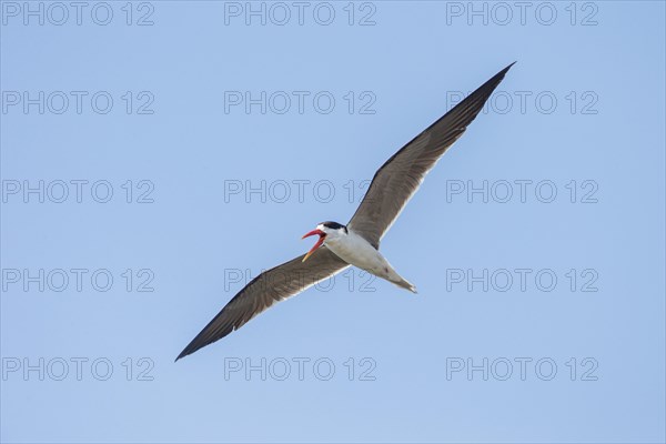 African Skimmer (Rynchops flavirostris) in flight