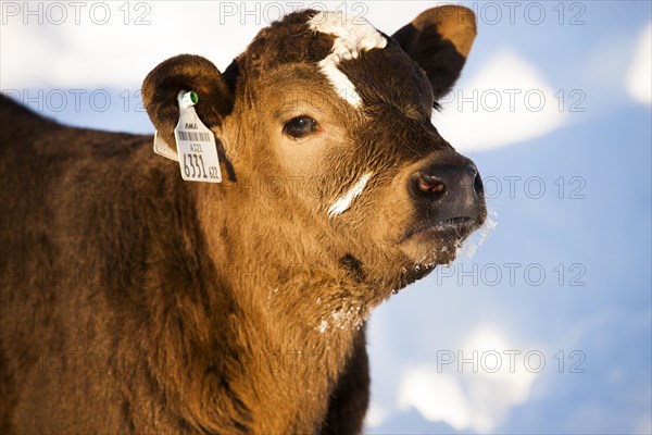 Calf in the snow