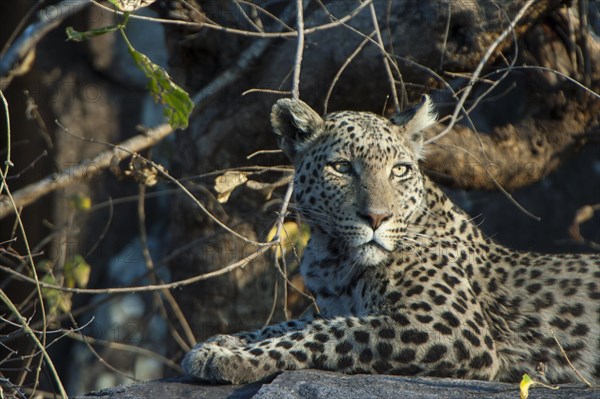 Leopard (Panthera pardus)