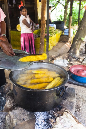 Boiled corn cobs at a cookshop by the roadside