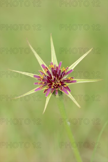 Purple Salsify or Goatsbeard (Tragopogon porrifolius)