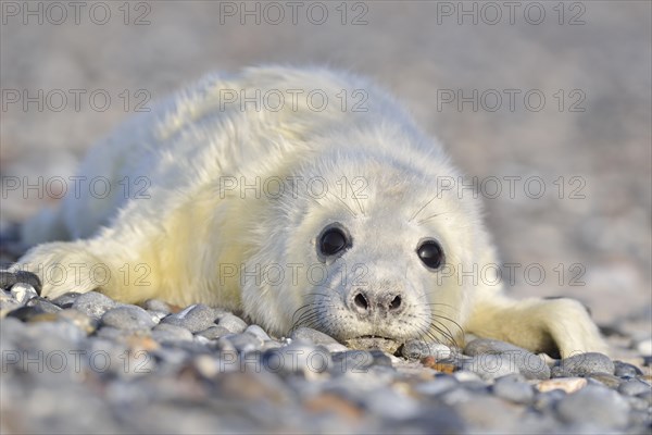 Grey Seal (Halichoerus grypus)