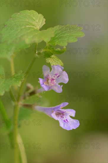 Ground-ivy