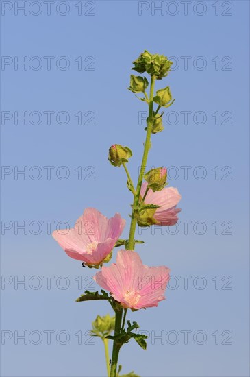 Greater Musk-mallow