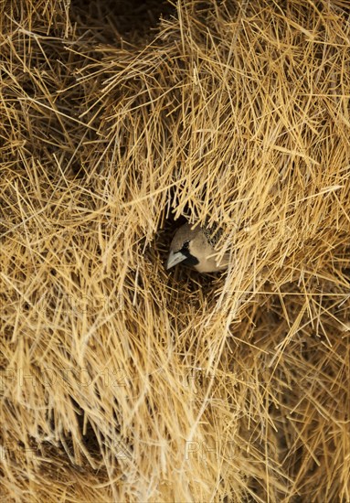 Sociable Weaver (Philetairus socius) at the entrance of a community nest