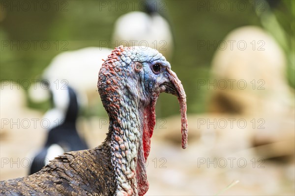 Wild Turkey (Meleagris gallopavo)