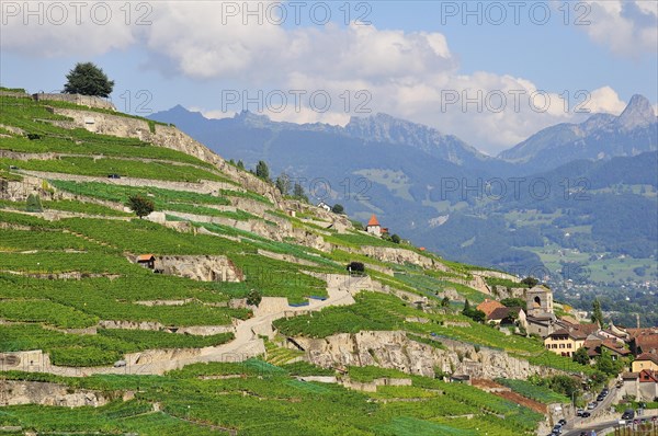 Terraced vineyards with solitary trees